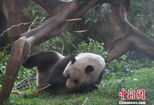 D顰似(c)L z