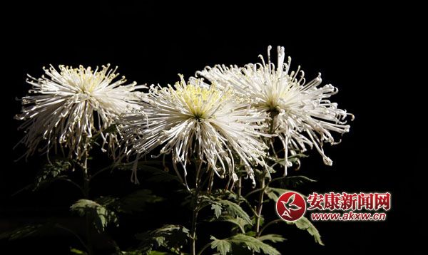 10京`ŵľջ鿶bȻһʒɪͼζɢl(f).jpg